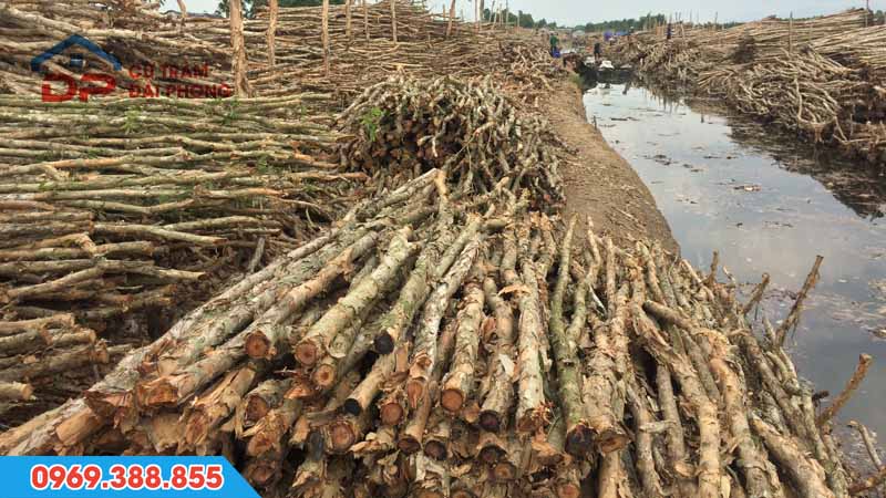 cọc cừ tràm