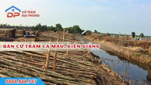 bán cừ tràm tại cà mau kiên giang