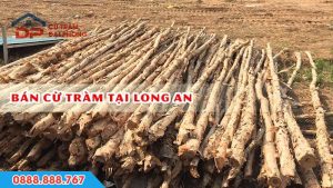 Bán cừ tràm tại long an