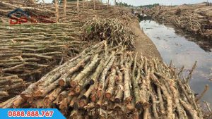 Cọc cừ tràm