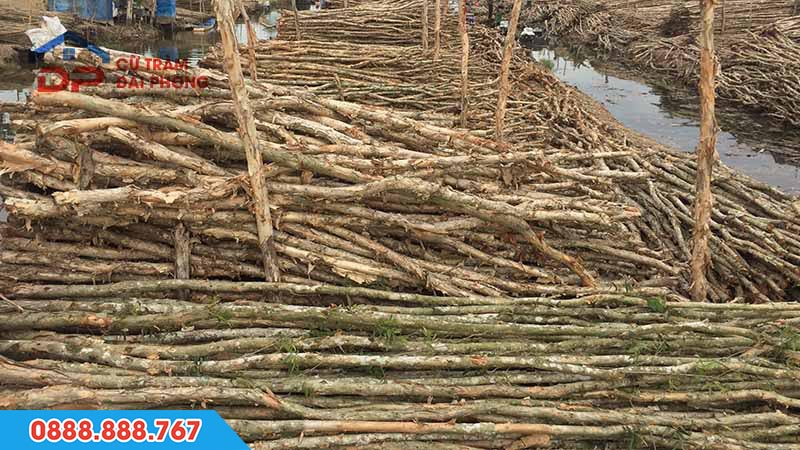 Cọc tre và cọc tràm