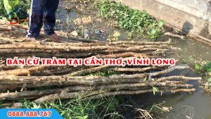giá cừ tràm tại cần thơ vĩnh long