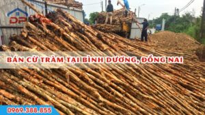 giá bán cừ tràm tại bình dương và đồng nai