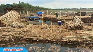 Tìm hiểu cừ tràm