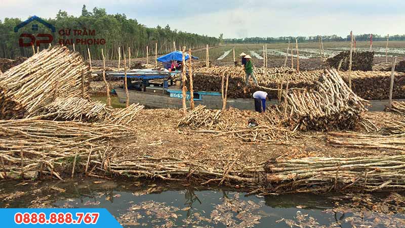 Tìm hiểu cừ tràm