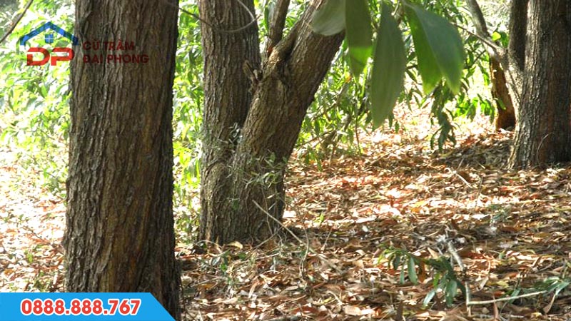 So sánh cây bạch đàn và cây đước Cây keo