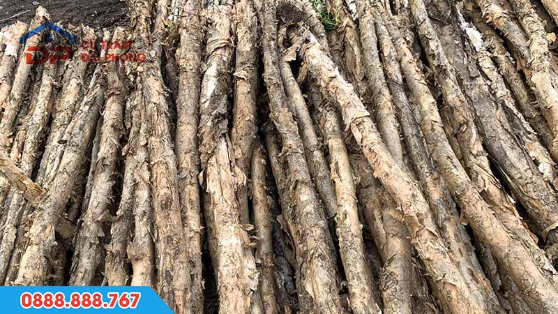 cừ tràm tiếng anh