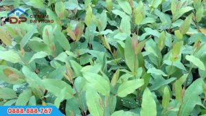 Cây giống bạch đàn