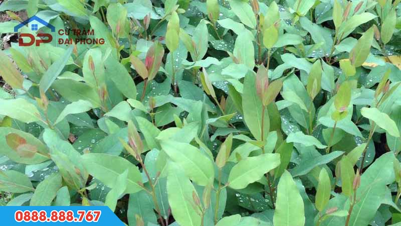 Cây giống bạch đàn