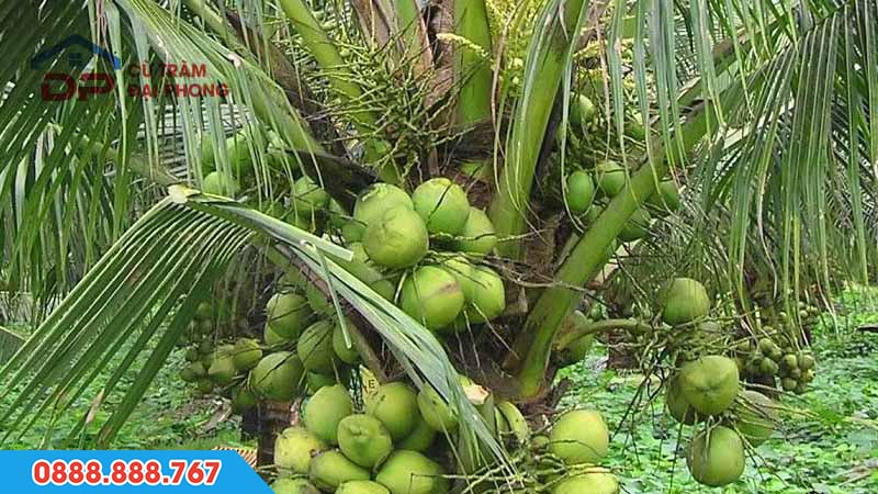 Đặc điểm sinh thái cây dừa