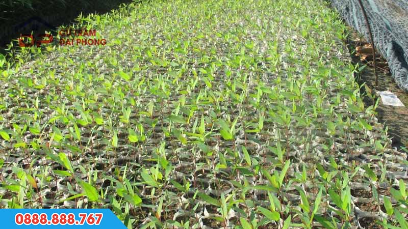 Kỹ thuật trồng bạch đàn