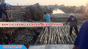 Bán cừ tràm tây ninh bình phước