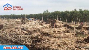 Cừ tràm hóc môn